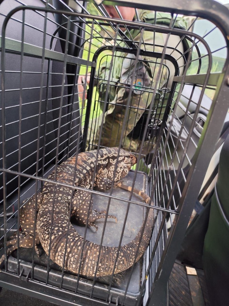 Brigada Militar Resgata Animais Silvestres Em Passo Fundo Brigada Militar