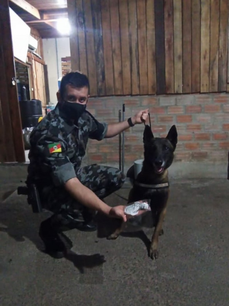 Cão Policial Taz