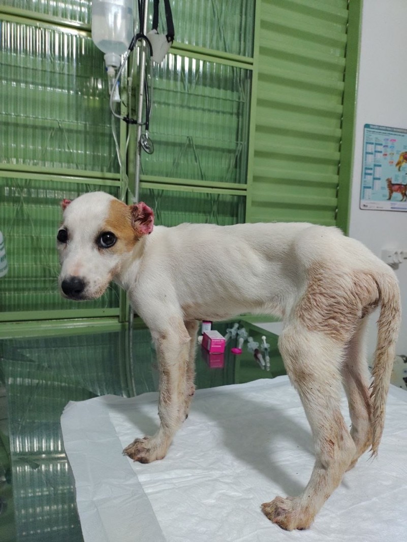 Maus Tratos Cachorrinha Nonoai