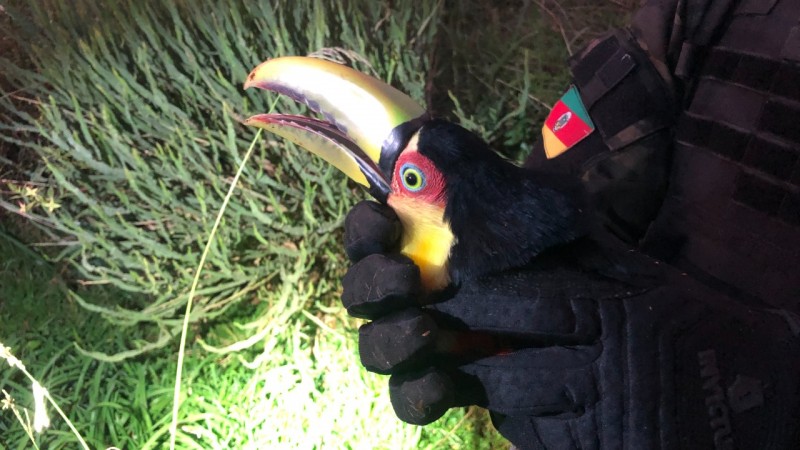 Policiais militares do 3º Batalhão Ambiental da Brigada Militar de Canela realizaram o resgate e salvamento de uma ave silvestre da espécie Tucano.